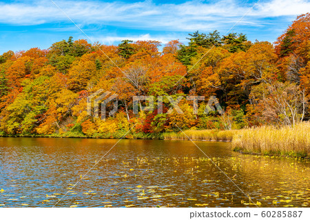 Beautiful autumn colorful leaf forest at Onuma Pond with the blue sky and the ripples at the water surface in Towada Hachimantai National Park, Akita Prefecture, Japan. Beautiful autumn colorful leaf forest at Onuma Pond with the blue sky and the ripples at the water surface in Towada Hachimantai National Park, Akita Prefecture, Japan. 60285887