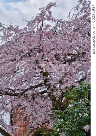 Sakura and St Agnes Association 60285957