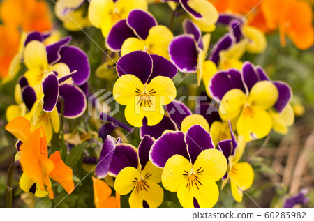 Pansy flowers in the garden. Pansy flowers in the garden. 60285982