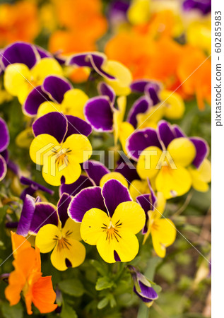 Pansy flowers in the garden. Pansy flowers in the garden. 60285983