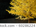 Ginkgo biloba 60286224