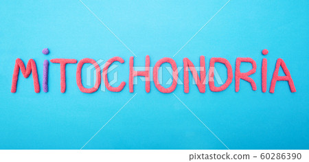 inscription mitochondria with red plasticine on a blue background, organella, medical 60286390