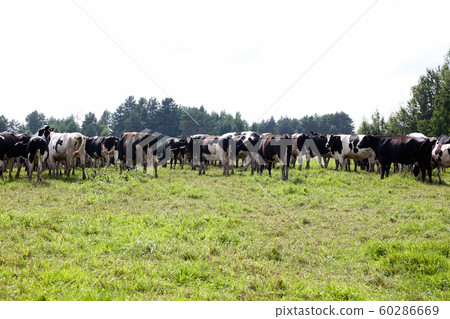the cow on meadow the cow on meadow 60286669