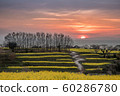 terraced fields, rape, rape blossoms 60286780