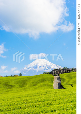 Mount Fuji and tea plantation Mount Fuji and tea plantation 60286845