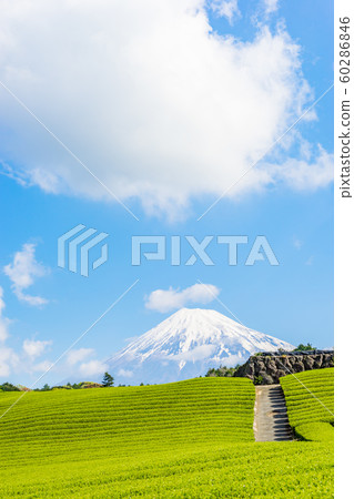 Mount Fuji and tea plantation 60286846