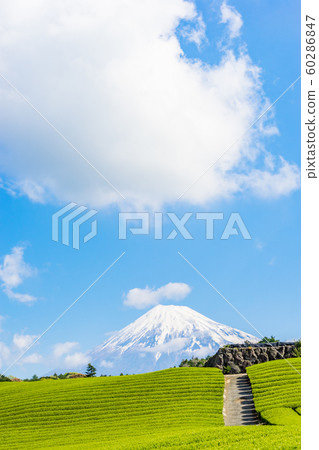 Mount Fuji and tea plantation 60286847