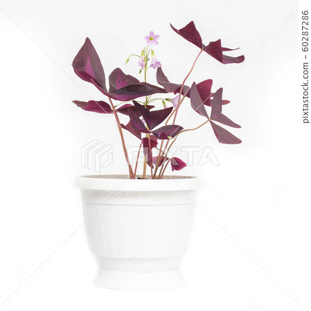 A beautiful flower in a white pot Oxalis, an orange with purple leaves, white background, isolate A beautiful flower in a white pot Oxalis, an orange with purple leaves, white background, isolate 60287286