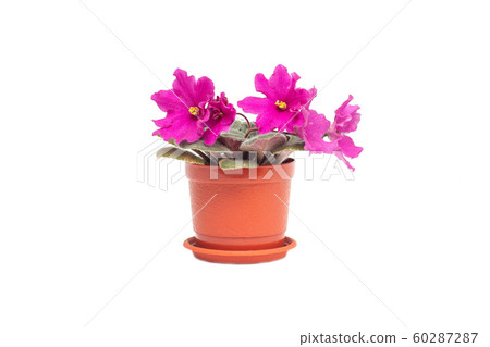 Home flower in a pot young blooming pink violet on a white background, isolate 60287287