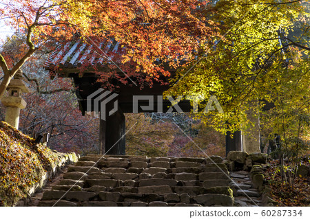 Autumn leaves of Akitsuki Castle Autumn leaves of Akitsuki Castle 60287334
