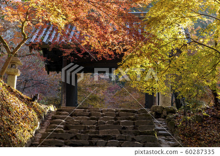 Autumn leaves of Akitsuki Castle Autumn leaves of Akitsuki Castle 60287335