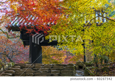 Autumn leaves of Akitsuki Castle 60287342