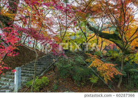 Autumn leaves of Akitsuki Castle 60287366