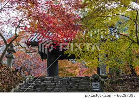 Autumn leaves of Akitsuki Castle 60287395