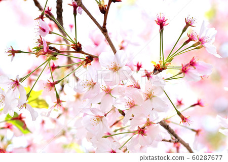 春天的風景櫻花 春天的風景櫻花 60287677