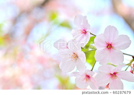 Spring scenery: Cherry blossoms Spring scenery: Cherry blossoms 60287679