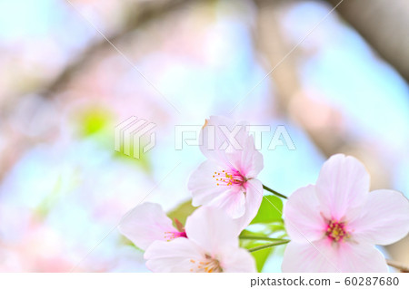 春天的風景櫻花 春天的風景櫻花 60287680
