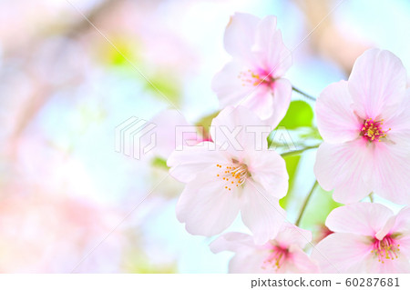 春天的風景櫻花 春天的風景櫻花 60287681