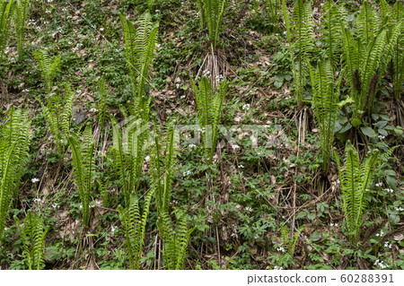 Fern Woodland Turkey 60288391
