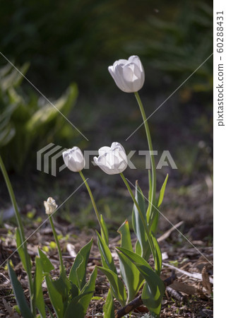 Tulip 60288431