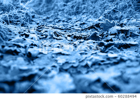 Abstract autumn background, frozen leaves of oak. Abstract autumn background, frozen leaves of oak. 60288494