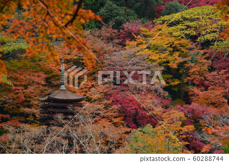 Autumn leaves of Tabumine Autumn leaves of Tabumine 60288744