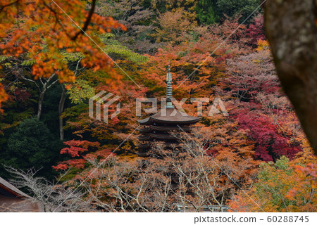 Autumn leaves of Tabumine 60288745