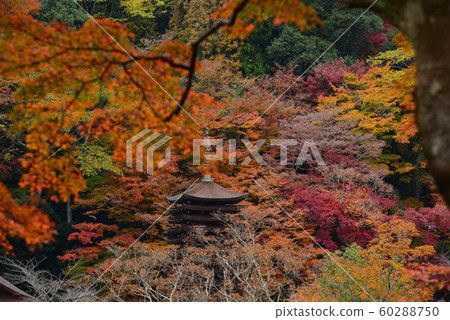 Autumn leaves of Tabumine 60288750