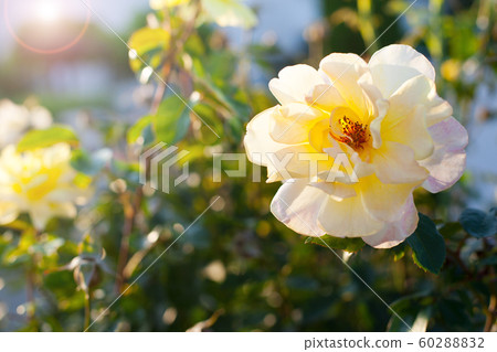 White rose in the sunlight. Summer outdoor background. Close up. 60288832