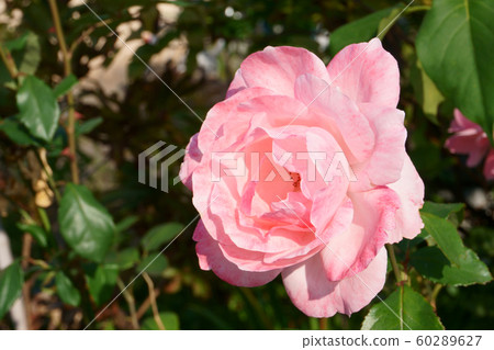rose rose 60289627