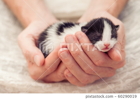 Very Little striped kitten in man hands. 60290019