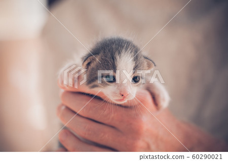 Very Little striped kitten in man hands. 60290021