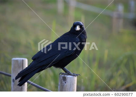 Crow  60290077