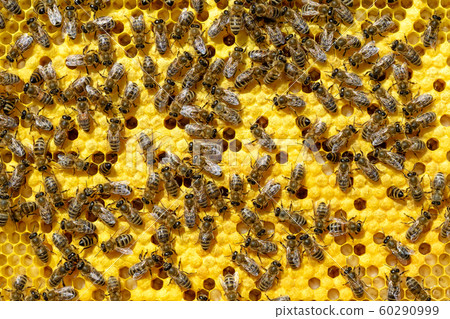 As bees grow and heat a new generation of bees. Apis mellifera\
worker are in honey bee colony they foraging food for bee larva.\
Hardworking Bees on Honeycomb in Apiary.