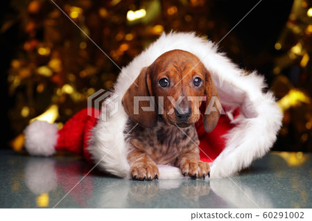 puppy portrait hat dark background 60291002