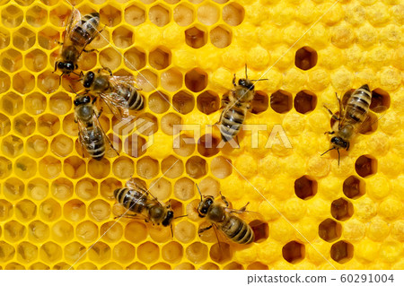 Bees on a cell with larvae. Bees Broods. 60291004