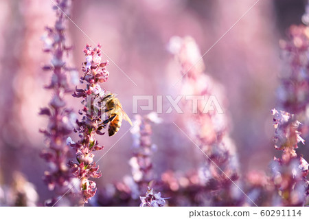 2019 桃園仙草花節 60291114