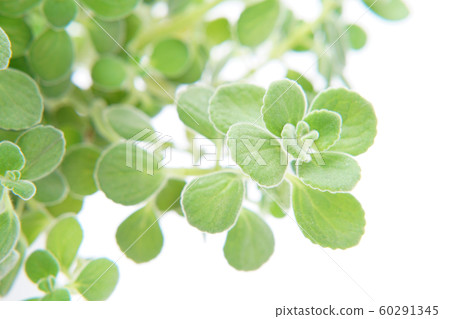 Aromatics 60291345