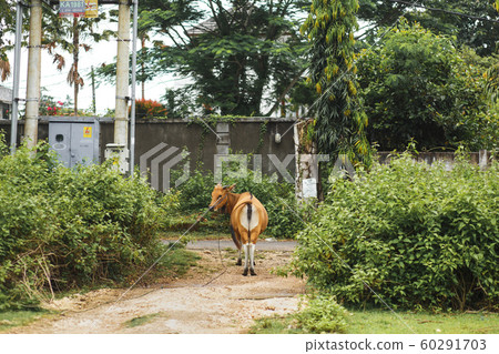 Portrait of a tropical light Asian cow grazes on 60291703