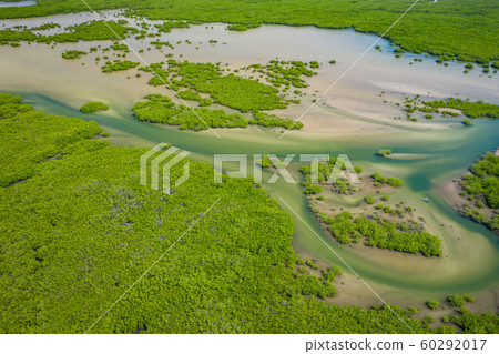 Aerial view of mangrove forest in the  Saloum 60292017