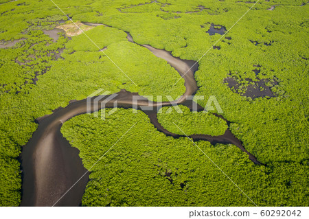 Aerial view of mangrove forest in the  Saloum 60292042