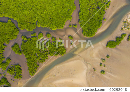 Aerial view of mangrove forest in the  Saloum 60292048