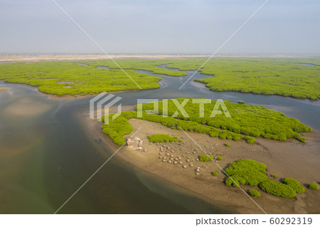 Aerial view of mangrove forest in the  Saloum 60292319