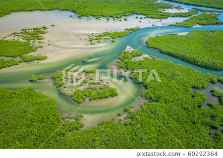 Senegal Mangroves. Aerial view of mangrove forest 60292364