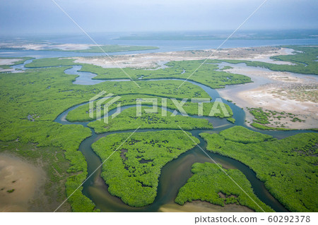 Senegal Mangroves. Aerial view of mangrove forest 60292378