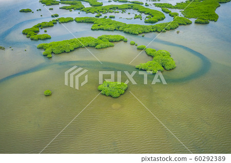 Senegal Mangroves. Aerial view of mangrove forest 60292389