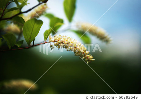 Cobanosuina花 Cobanosuina花 60292649