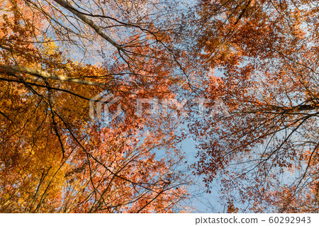 Nature walking during Autumn at the Fontainebleau Nature walking during Autumn at the Fontainebleau 60292943