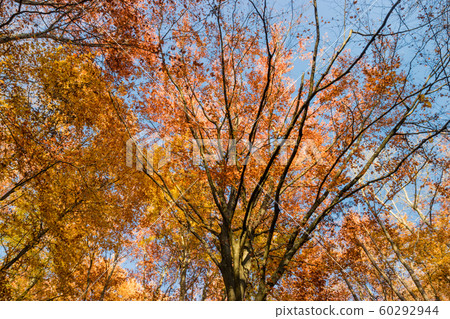 Nature walking during Autumn at the Fontainebleau Nature walking during Autumn at the Fontainebleau 60292944