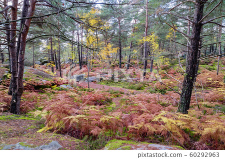 Nature walking during Autumn at the Fontainebleau Nature walking during Autumn at the Fontainebleau 60292963